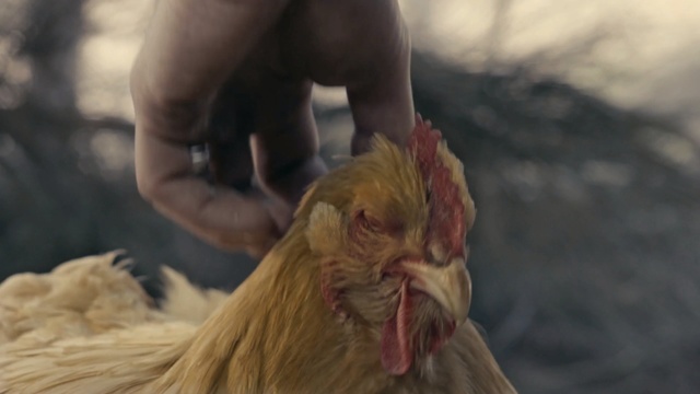 Video Reference N1: chicken, galliformes, beak, rooster, poultry, bird, livestock