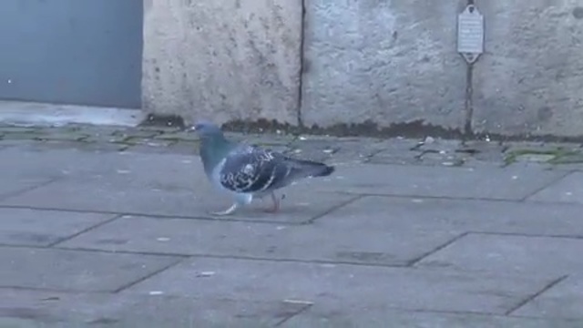Video Reference N17: bird, pigeons and doves, fauna, beak, road surface, asphalt, tail