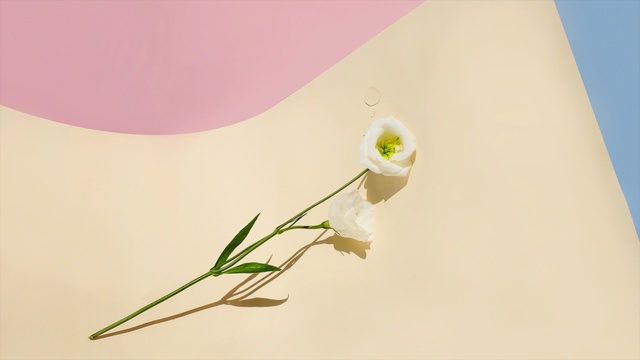 Video Reference N4: flower, flora, plant, petal, macro photography, plant stem