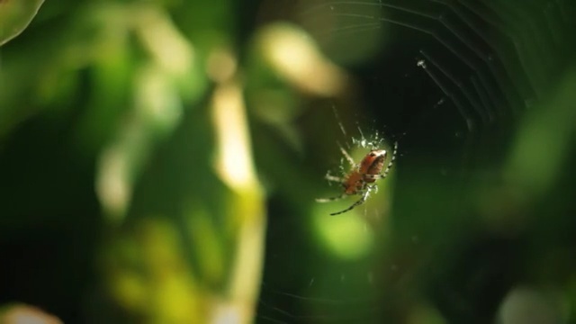 Video Reference N5: Spider web, Nature, Green, Spider, Macro photography, Invertebrate, Insect, Organism, Close-up, Leaf