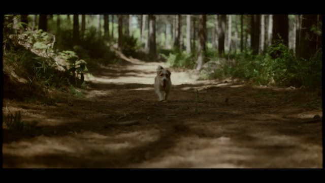 Video Reference N2: nature, woodland, wilderness, forest, ecosystem, wildlife, tree, jungle, grass, path