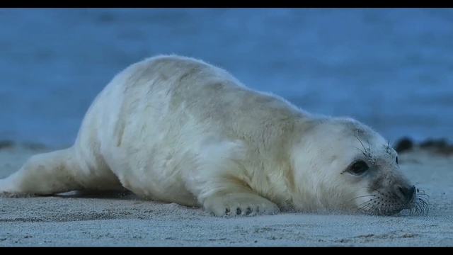 Video Reference N0: Mammal, Vertebrate, Seal, Marine mammal, Harbor seal, Earless seal, Baltic gray seal, Polar bear, Adaptation, Bear