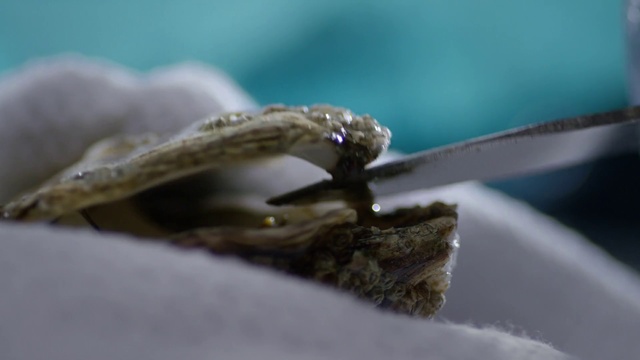 Video Reference N1: Close-up, Macro photography, Photography, Fashion accessory, Cake, Piece, Slice, Chocolate, Fork, Sitting, Eaten, Plate, Food, Spoon, Dessert, Half, Table, Cream, Cut, Banana, Close, Bite, White, Blue, Reptile, Invertebrate