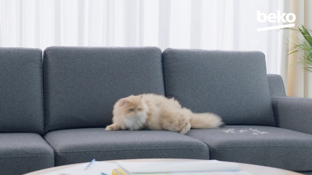 Video Reference N0: Dog, Canidae, Sofa bed, Couch, Pomeranian, Shih tzu, Furniture, Companion dog, Carnivore, Comfort