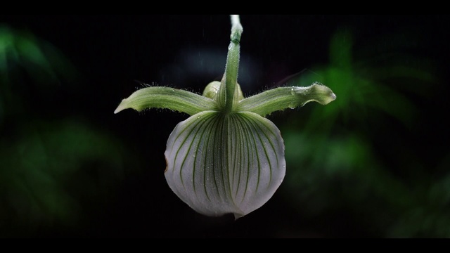 Video Reference N1: Flower, Plant, Flowering plant, Petal, Wildflower, Plant stem, Photography, Cypripedium, Still life photography