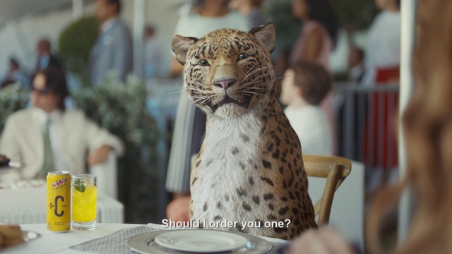 Video Reference N4: Felidae, Whiskers, Wildlife, Big cats, Leopard, Terrestrial animal, Carnivore, Jaguar, Snout, Cheetah