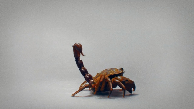 Video Reference N3: invertebrate, organism, scorpion, arthropod, insect, macro photography, crab, decapoda
