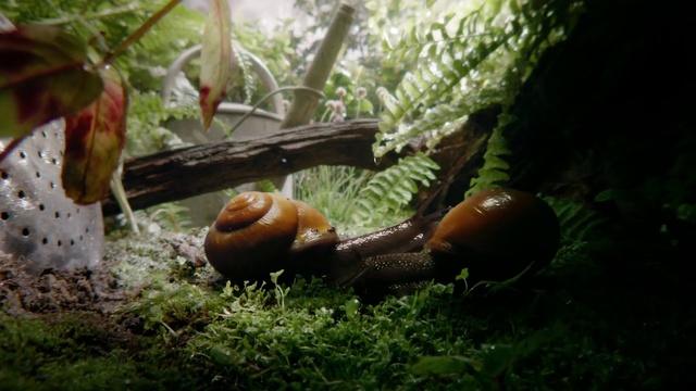 Video Reference N6: Natural environment, Snails and slugs, Adaptation, Organism, Terrestrial plant, Grass, Tree, Forest, Fungus, Photography