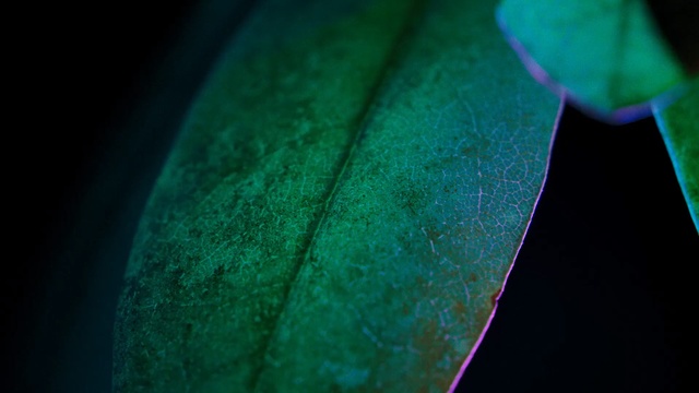 Video Reference N4: Green, Leaf, Water, Aqua, Blue, Turquoise, Macro photography, Teal, Light, Close-up