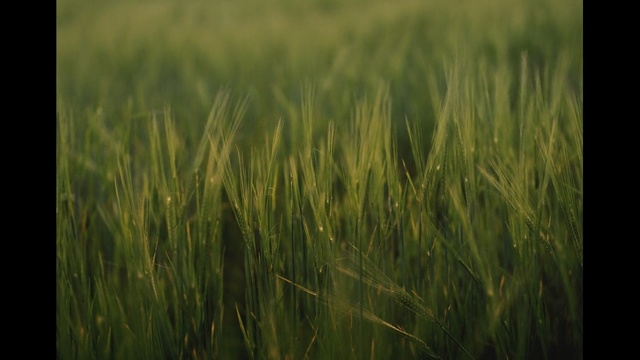 Video Reference N0: Barley, Crop, Field, Grass, Agriculture, Plant, Green, Einkorn wheat, Hordeum, Rye