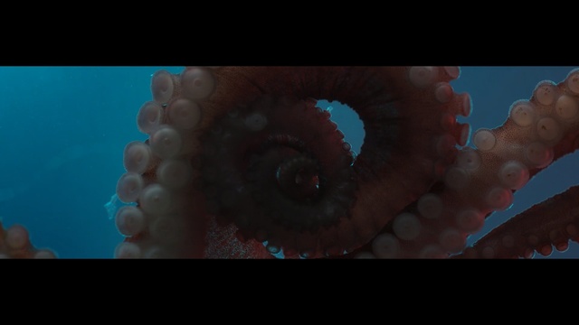 Video Reference N0: blue, underwater, cephalopod, octopus, marine invertebrates, organism, invertebrate, mouth, close up, marine biology