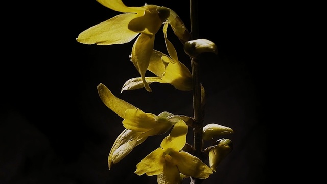Video Reference N5: Flower, Flowering plant, Yellow, Plant, Petal, Orchid, Chloraea, Pedicel, Polystachya, Cattleya