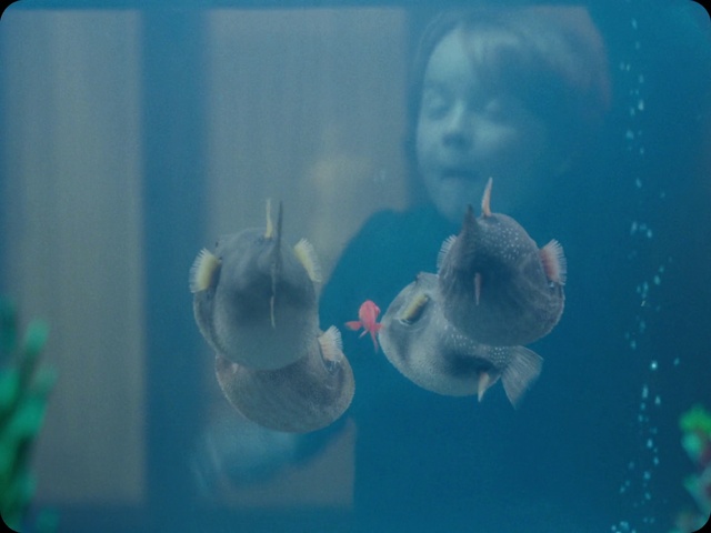Video Reference N6: Blue, Jellyfish, Organism, Aquarium, Fish, Water, Turquoise, Fish, Cnidaria, Transparent material