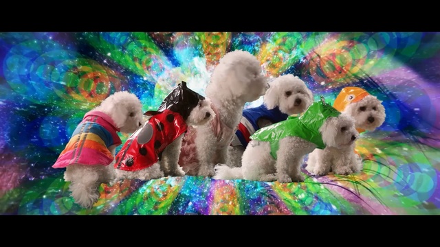 Video Reference N1: Mammal, Dog, Canidae, Dog breed, Puppy, Carnivore, Sporting Group, Poodle, Toy, Toy Poodle, Person