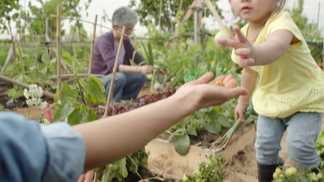 Video Reference N1: Adaptation, Soil, Plant, Plantation, Child, Gardener, Tree, Farm, Farmworker, Hand