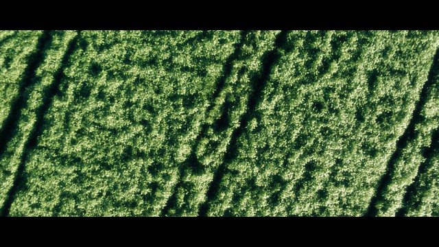 Video Reference N5: green, grass, vegetation, leaf, grass family, tree, biome, plant stem, computer wallpaper, Person