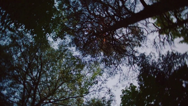 Video Reference N7: Tree, Sky, Nature, Branch, Vegetation, Leaf, Natural environment, Woody plant, Atmospheric phenomenon, Biome