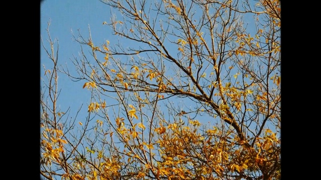 Video Reference N2: sky, branch, tree, nature, yellow, leaf, flora, autumn, twig, morning