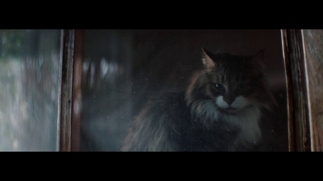 Video Reference N3: Cat, Whiskers, Felidae, Black, Small to medium-sized cats, Darkness, Norwegian forest cat, Snapshot, Eye, Snout