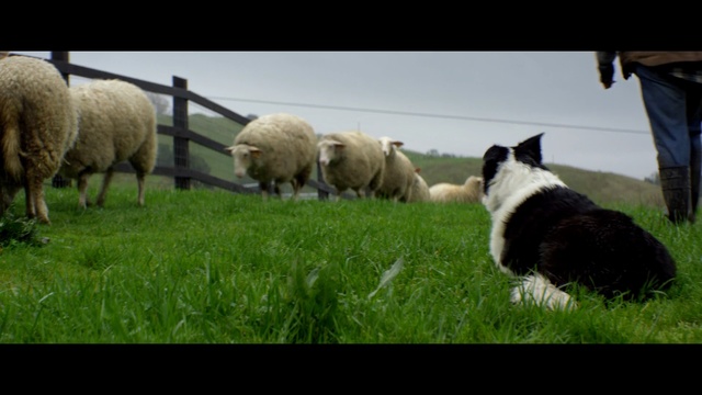 Video Reference N0: sheep, sheep, herd, dog breed group, grazing, grass, dog breed, pasture, herding, livestock, Person