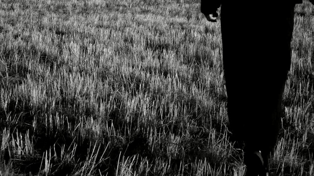 Video Reference N4: black, black and white, monochrome photography, grass, grass family, photography, monochrome, tree, sky, field