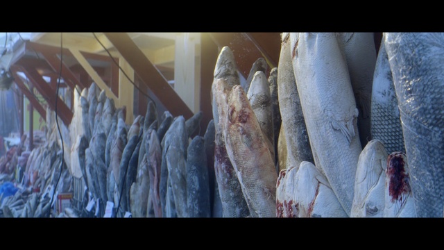 Video Reference N5: Fish, Fish products, Salted fish, Stockfish, Seafood, Fish, Sardine, Herring, Salt-cured meat, Oily fish, Person