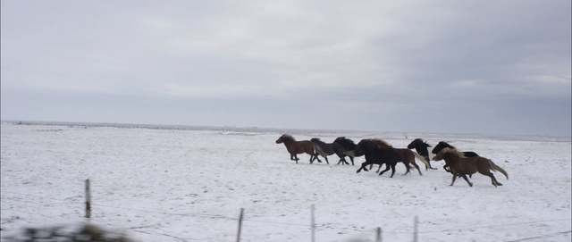 Video Reference N0: herd, snow, ecosystem, tundra, freezing, winter, arctic, sky, ecoregion, steppe