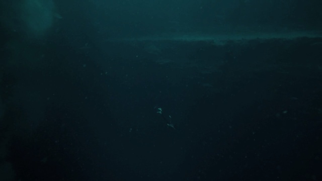 Video Reference N4: underwater, atmosphere, marine biology, aqua, sea, darkness, water, organism, ocean, computer wallpaper