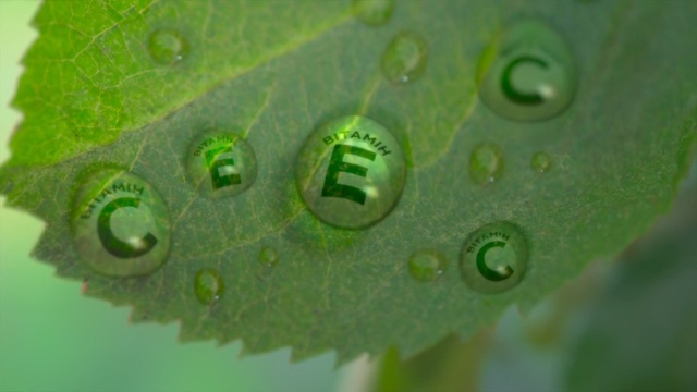 Video Reference N1: Green, Water, Leaf, Macro photography, Dew, Close-up, Organism, Moisture, Plant, Drop
