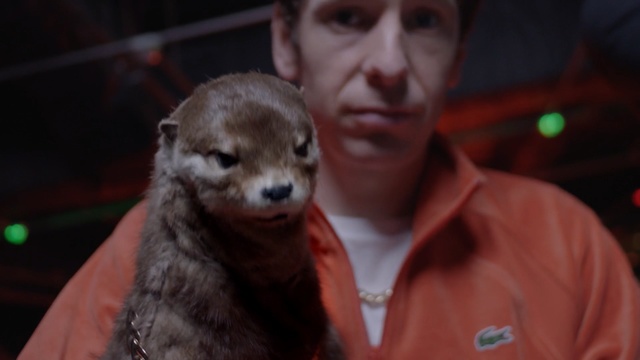 Video Reference N4: mammal, ferret, mustelidae, snout, weasel, fur, polecat, otter, Person