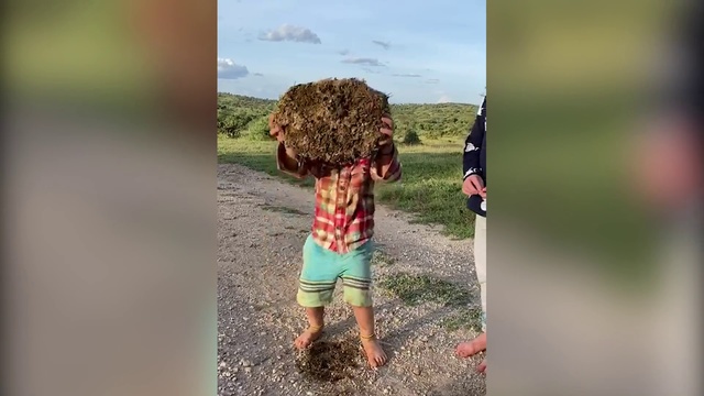 Video Reference N1: People in nature, Photograph, Adaptation, Summer, Fun, Grass, Tree, Photography, Soil, Child