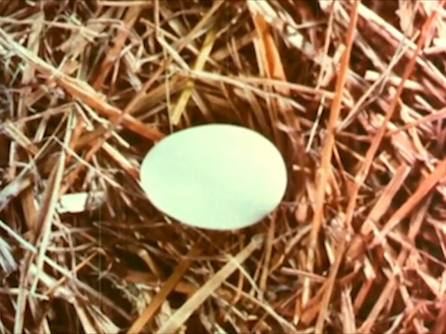 Video Reference N0: egg, nest, bird nest, straw, twig, Person