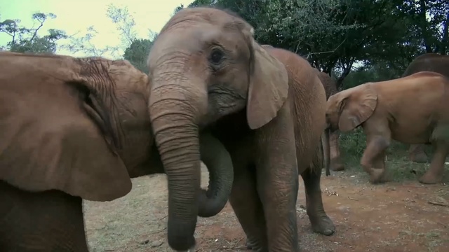 Video Reference N2: elephant, elephants and mammoths, terrestrial animal, indian elephant, mammal, wildlife, african elephant, fauna, tusk, zoo