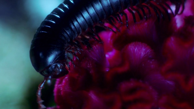Video Reference N5: Red, Purple, Macro photography, Pink, Organism, Close-up, Insect, Mouth, Invertebrate, Pest