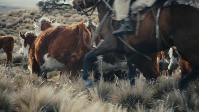 Video Reference N3: Herd, Bovine, Horse, Mustang horse, Grazing, Ecoregion, Pasture, Ranch, Livestock, Pack animal