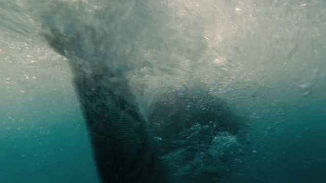 Video Reference N10: Underwater, Water, Turquoise, Marine biology, Aqua, Organism, Marine mammal, Sea