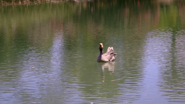 Video Reference N1: Water bird, Bird, Bank, Duck, Water, Pond, Bayou, Ducks, geese and swans, Waterfowl, Beak