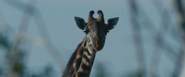 Video Reference N0: Giraffe, Giraffidae, Mammal, Vertebrate, Terrestrial animal, Wildlife, Snout, Adaptation, Organism, Zoo