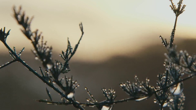 Video Reference N0: Branch, Nature, Twig, Tree, Sky, Atmospheric phenomenon, Morning, Water, Plant, Spring