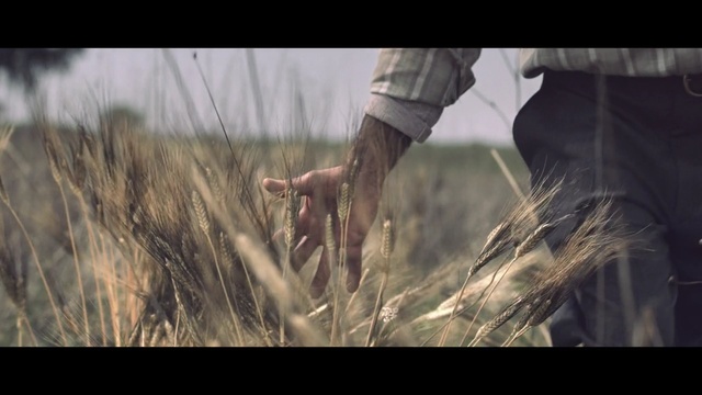 Video Reference N1: grass family, grass, screenshot, wheat, crop, harvest, sunlight, sky, field, prairie