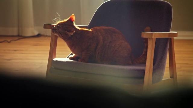 Video Reference N4: Cat, Felidae, Whiskers, Small to medium-sized cats, Abyssinian, Furniture, Tail, Carnivore, Comfort