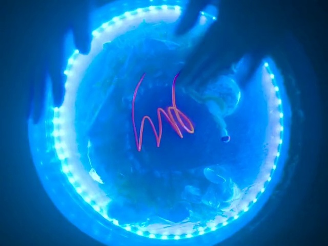 Video Reference N0: Blue, Light, Electric blue, Lighting, Azure, Organism, Neon, Neon sign, Circle, Graphics