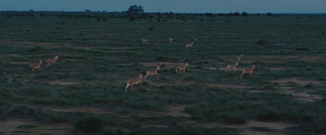 Video Reference N10: Wildlife, Herd, Grassland, Pronghorn, Deer, Antelope, Ecoregion, Prairie, Plain, Steppe