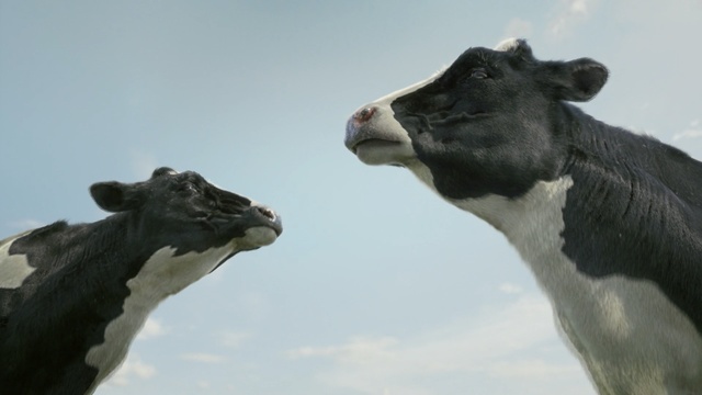 Video Reference N2: cattle like mammal, fauna, cow goat family, sky, dairy cow, snout, livestock, horn, wildlife, pasture