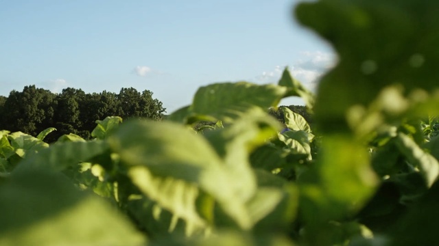 Video Reference N2: green, leaf, vegetation, agriculture, field, sky, crop, plant, grass, tree
