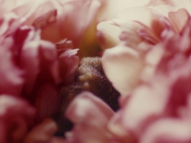 Video Reference N2: Pink, Flower, Red, Petal, Macro photography, Plant, Close-up, Spring, Chrysanths, Photography