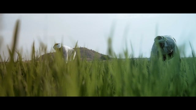 Video Reference N3: Nature, Grass, Crop, Plant, Grass, Field, Agriculture, Prairie, Barley, Paddy field