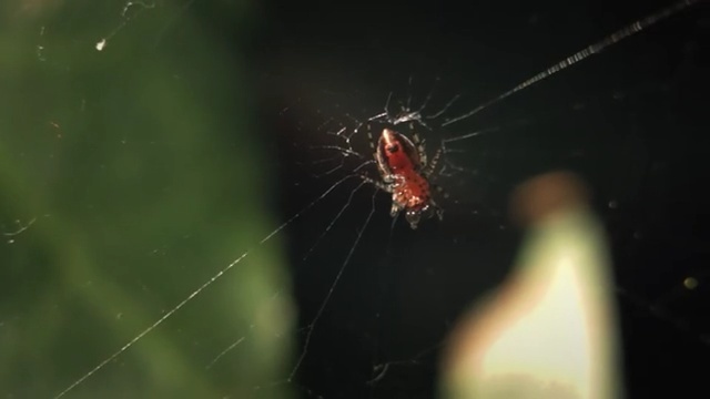 Video Reference N9: Spider web, Spider, Invertebrate, Macro photography, Araneus cavaticus, Close-up, Organism, Tangle-web spider, Water, Arachnid