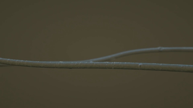 Video Reference N1: macro photography, close up, wire, line