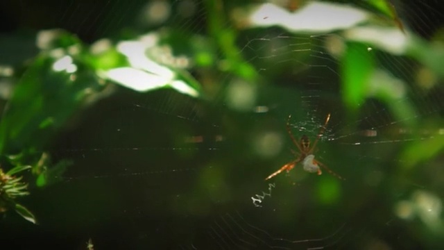 Video Reference N11: Spider web, Green, Nature, Water, Vegetation, Natural environment, Leaf, Macro photography, Spider, Black hair